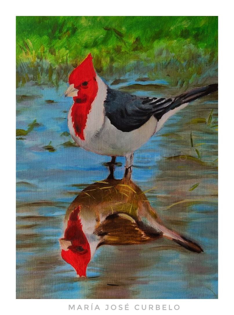 &quot;Cardenal de copete rojo&quot;